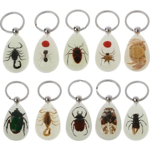 Natural Glow-in-the-Dark Real Insect Keychain Beetle Animal Specimens Collecting
