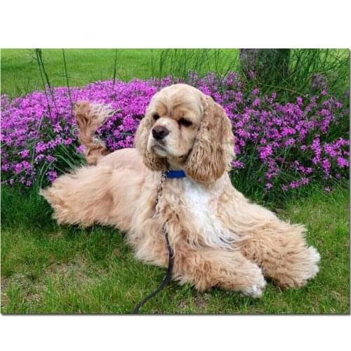 5d Diy Diamond Embroidery British cocker spaniel Full Square Round Rhinestone Diamond Painting Puppy Pet Diamond ArtZP-1286