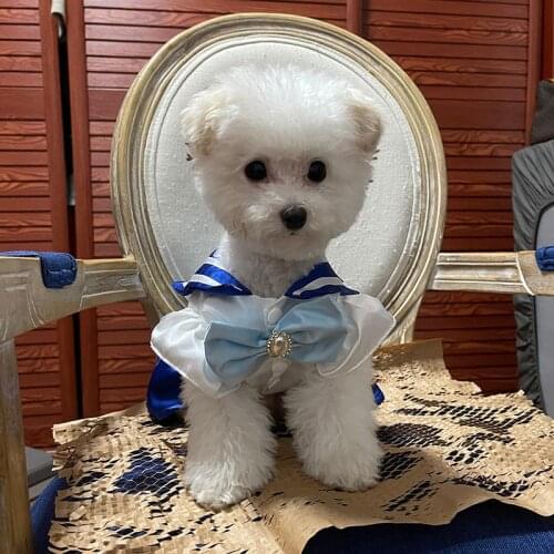 Dog Dress Sailor Moon Summer Cat Dresses Skirt Teddy Pet Clothing Puppy Pomeranian Yorkshire Chihuahua Bichon Dog Clothes 2021