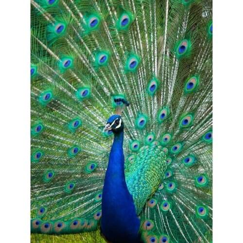 5d Diamond Painting Peacock Diamond Embroidery Animal Diamond Cross Stitch Resin Pictures American Style Home Decor Painting