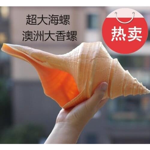 Free shipping natural super large conch shells creative home furnishings torch snail collection gifts Coral Syrinx aruanus Murex