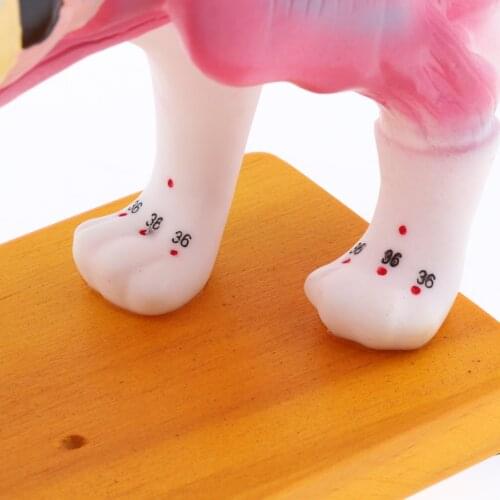 Cat Acupuncture Model W/ 36 Acupuncture Points Anatomy Study Model