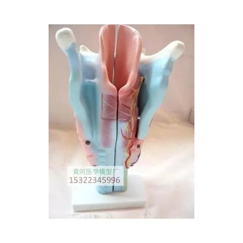 Medical Science Human Throat anatomy model Laryngeal muscle Laryngeal cartilage free shipping
