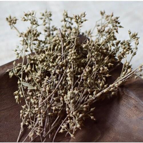 100g/12-15cm,Natural Dried Display Flower,Eternal Evergreen fruit plant materials for wedding Xmas home decoration accessories