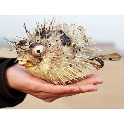 Puffer Fish Shell Air Drum Fish Bone Porpoise Specimen Shell With Bamboo Woven Hat Marine Biology Fish Skin Car Pendant Shells