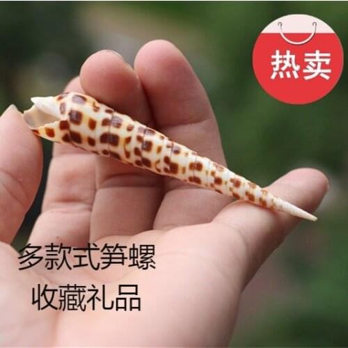 Free shipping natural shell collection specimen creative decoration photography notched auger terebra red Conch of bamboo shoot