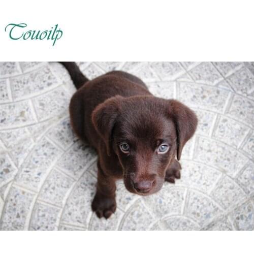 5D diamond painting cross stitch round&square Rhinestones embroidery plastic crafts Lovely Labrador Full diamond painting