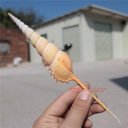 Conch Shell Martin Snail Collection Specimens Snail Mediterranean Home Decoration Creative Gift Pack Micro-landscape Ornaments