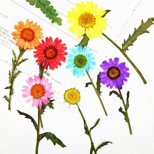 2020 Chrysanthemum On Stems Dried Flower Crafts Specimens For DIY Decoration 100Pcs