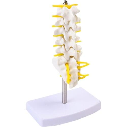16/32cm five-segment lumbar spine model Lumbar intervertebral disc Skeletal pelvis model