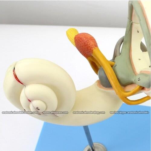 CMAM/12517 Labyrinth Model, 18X life size, Human E.N.T. Medical Teaching Anatomical Model