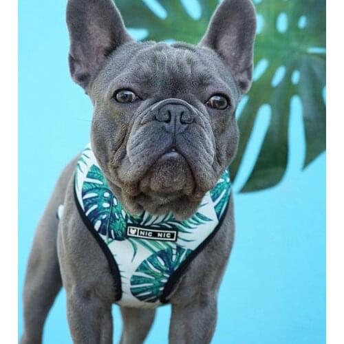 Fashion Ins Dog Harness and Leash Set No Pull Breathable Pet Vest for French Bulldog Pit Bull Dog Supplies Puppy Accessories