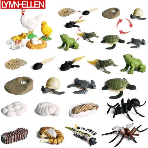 Simulation Animal Ant Tortoise Chick Mosquito Frog Growing Up Cycle Transform Process Model Figure Education Kids Puzzle Toys
