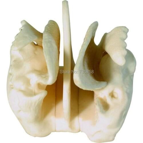 Amplified Ethmoid Bone,Four Times the Ethmoid Bone Model Amplification