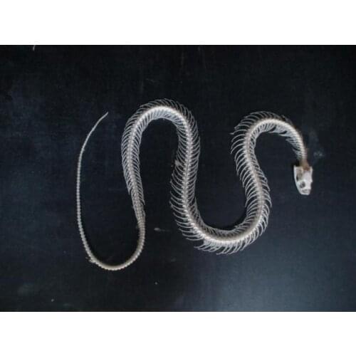 Snake skeletal specimens snake skeleton model educational equipment teaching model