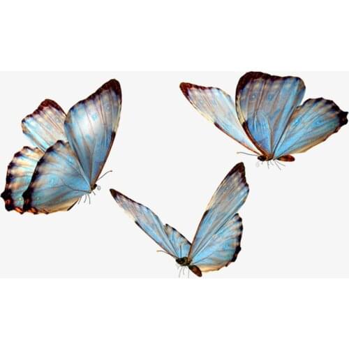 Tancredy 1pc 21*12cm Car Sticker 3D Carton Funny Butterflies Vinyl decals Window Body Wall Colorful Sticker Car Styling