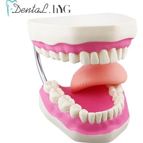 6 Times Magnification Full Mouth Model Tooth Teaching With Toothbrush Dental The High-Grade Presentation Education Model Tools