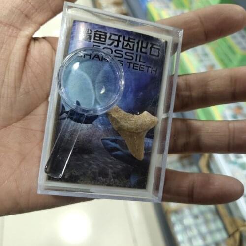 Natural Stones Shark Tooth Fossil Specimens Decoration Student Marine Science Materials hot