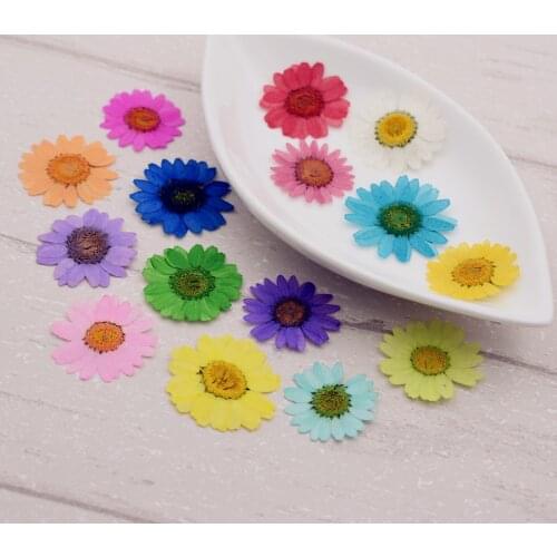 10X Chrysanthemum multicaule 2.5-3cm Natural Dried Flowers DIY Pressed Herbarium Flower Decorative Crafts glass globe filler