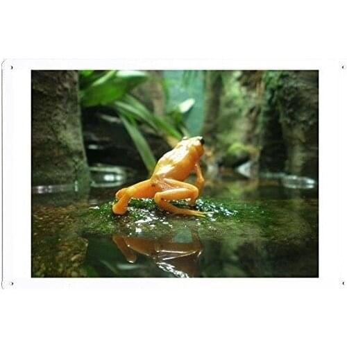Artistic tinplate painting World Poster - Golden Poison Dart Frog Tin Sign