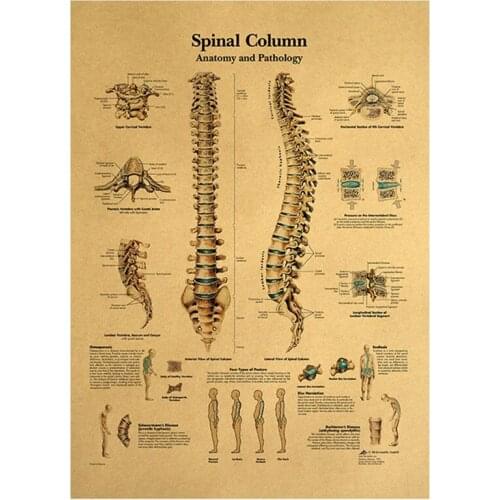 Spinal Column Chart Poster HUMAN Anatomy Knee Joint Foot Posters And Prints Canvas Painting HD Wall Art For Room Home Decoration