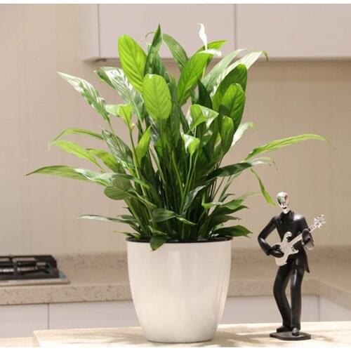 Automatic Water Absorption Lazy Flower Pot Imitation Porcelain Hydroponics Wall Hanging Basin Plant Bonsai Storage Holder Baske