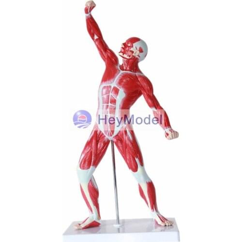 HeyModel Human whole body muscle movement model--50
