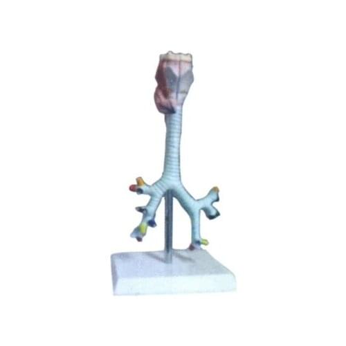 Throat, tracheal, bronchial and segmental bronchial anatomical models Human bronchial model 35*17.5*7cm free shipping