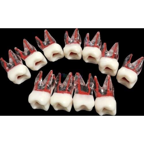 50pcs 1:1 Resin Dental Tooth model With Colored Root Root Canal Model Pulp Dentistry Lab Model For Student Study