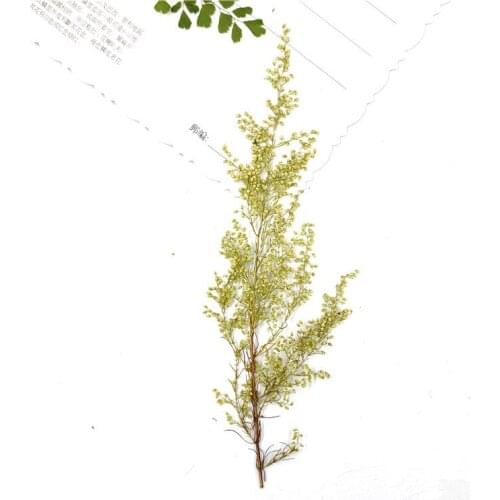 16pcs/lot,Natural Pressed eternal Flowers plant,DIY Wedding invitations Craft gift Bookmark Decoration,Scented candle decor