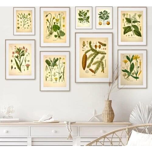 Home Decoration Leaf Specimen Poster Prints Painting Canvas Vintage Plant Pictures Wall Artwork No Frame For Bedside Background