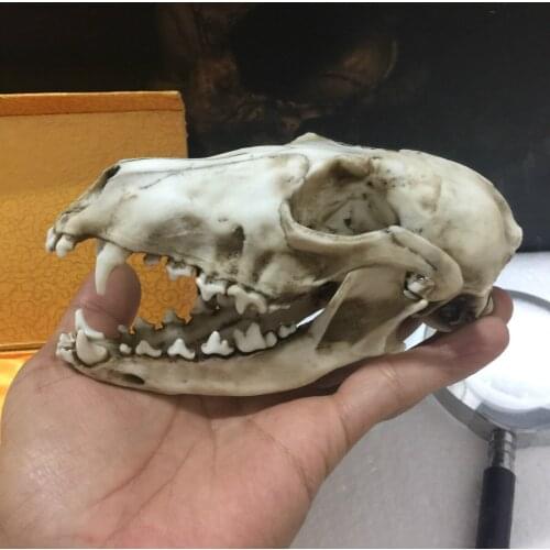 Fox skull model ornament clouded leopard mink giant panda little panda Wild bone fossil