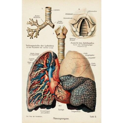 Human Lungs Picture Art print Silk poster Home Wall Decor