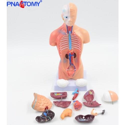 28cm Human Torso Model Internal Organs Brain Heart Stomach Liver Lungs Urinary System Anatomy Tool Educational Equipment Child