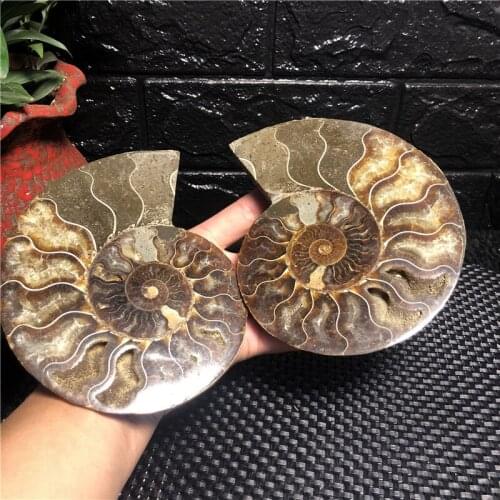 2pcs Natural shell healing in Madagascar