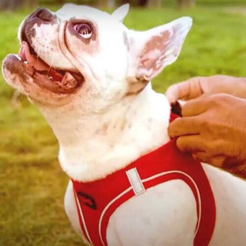 Tailpetz Air Mesh Dog Chest Collar (3xs) Purple