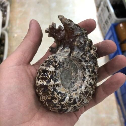 Sale 1Pcs Natural Ammonite Shell Fossils Speciment,For warping Cabbing,Cutting,Raw Fosiils Ammonite Polished Stone,Size 2"
