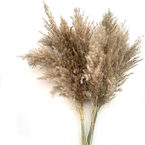 20/25/30 pcs Free shipping wedding pampas grass flower bunch natural dried flower reed pampas grass raw color home decor