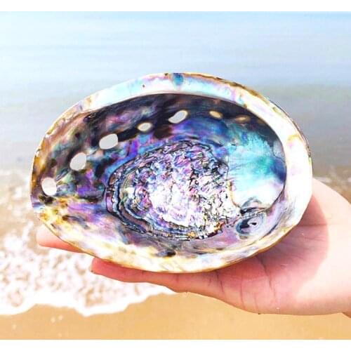 Shell Crafts Natural Craft Shell Holder Conch Home Decoration Aquarium Landscaping Wedding Landscape Decoration 1pcs