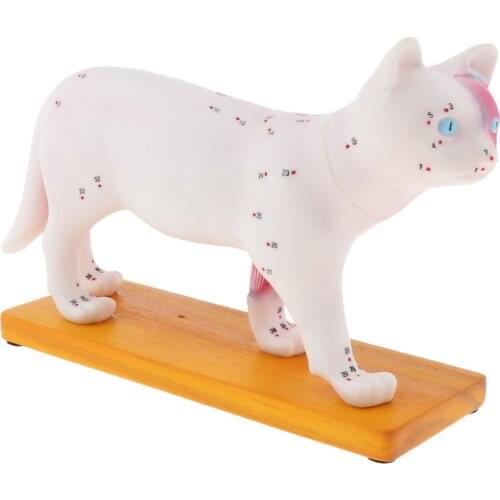 Cat Feline Acupuncture Model Professional Anatomical Model with Display