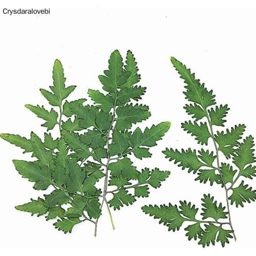 120pcs Pressed Dried Mixed Leaves Plants Herbarium For Jewelry Making Postcard Frame Phone Case Craft DIY