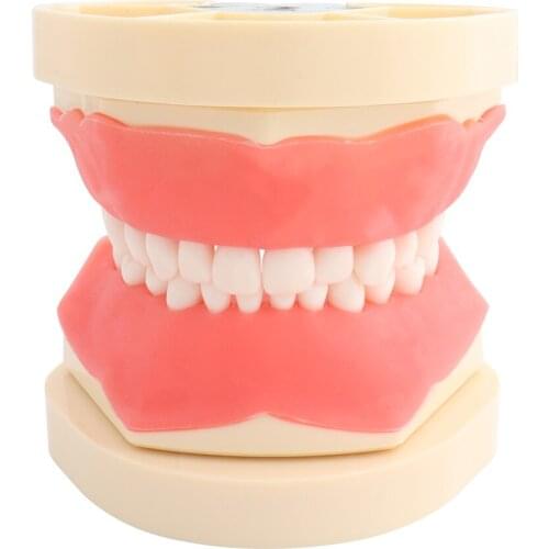 Dental Frasaco Style Teaching Teeth Model Children Kids 24pcs Screw-in Teeth Model Demonstration