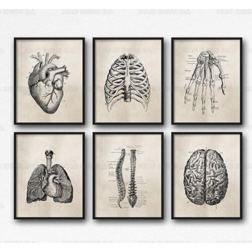 Human Anatomy Science Vintage Posters Art Prints , Medical Anatomy Canvas Painting Medical Doctor Clinic Wall Pictures Decor