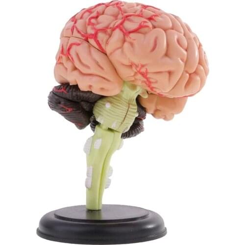 4D Human Anatomical Brain Model Anatomy Medical Teaching Tool Statue Sculptures Medical School Use Human Anatomical Brain Model