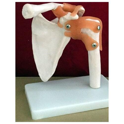 Life Size master human anatomy skeleton anatomical model for sale Skull odontologia Shoulder Bone Muscle Joint Anatomical Model