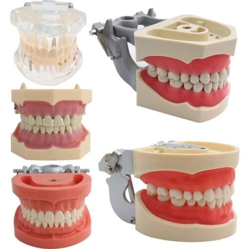 Dental Model Teeth Model Dental Teaching Model Standard Model with 32 Screw-in Teeths Demonstration Soft Hard Gum 28 24 Teeth
