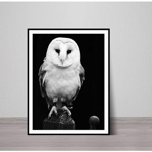 Barn Owl Photo Art Black and White Bird Fine Woodland Northwood Art Print Wildlife Birds Canvas Poster Print Wall Art Pictures F