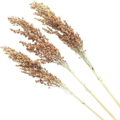 3pcs Home Decoration Sorghum Bunch Dried Flower Real Plant Sorghum Bundle DIY Flower Wedding Floral Decor
