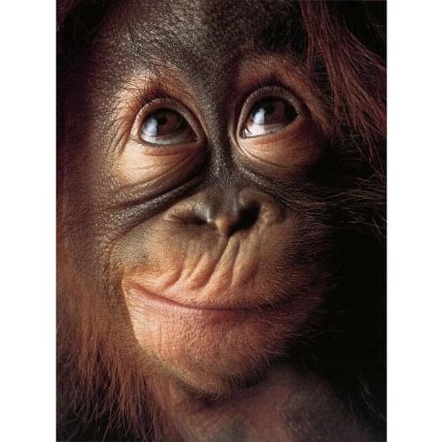 5D DIY Diamond Painting Full Square/Round Drill "Animal Orangutan" 3D Rhinestone Embroidery Cross Stitch Gift Home Decor Gift