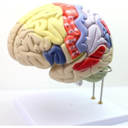 Genuine 2X enlarged version of human cerebrum nerve anatomy brain model human ventricular function distinction model
